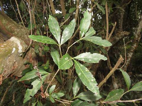 Imagem de Allophylus natalensis (Sond.) de Winter