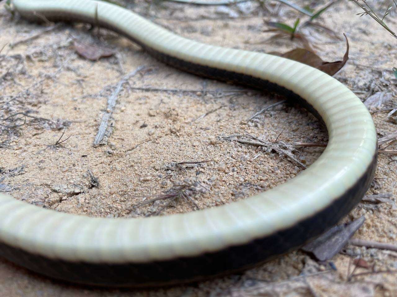 Image of White-bellied Rat Snake