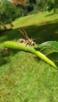 Ophiocordyceps humbertii (C. P. Robin) G. H. Sung, J. M. Sung, Hywel-Jones & Spatafora 2007的圖片