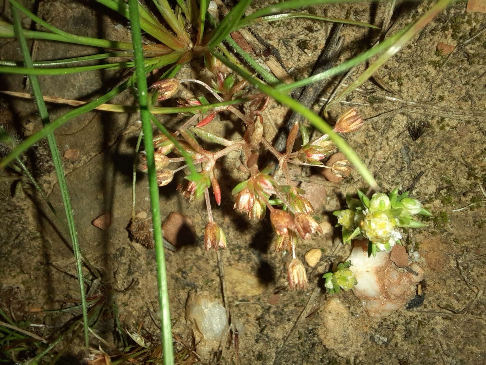 <i>Crassula <i>decumbens</i></i> var. decumbens resmi