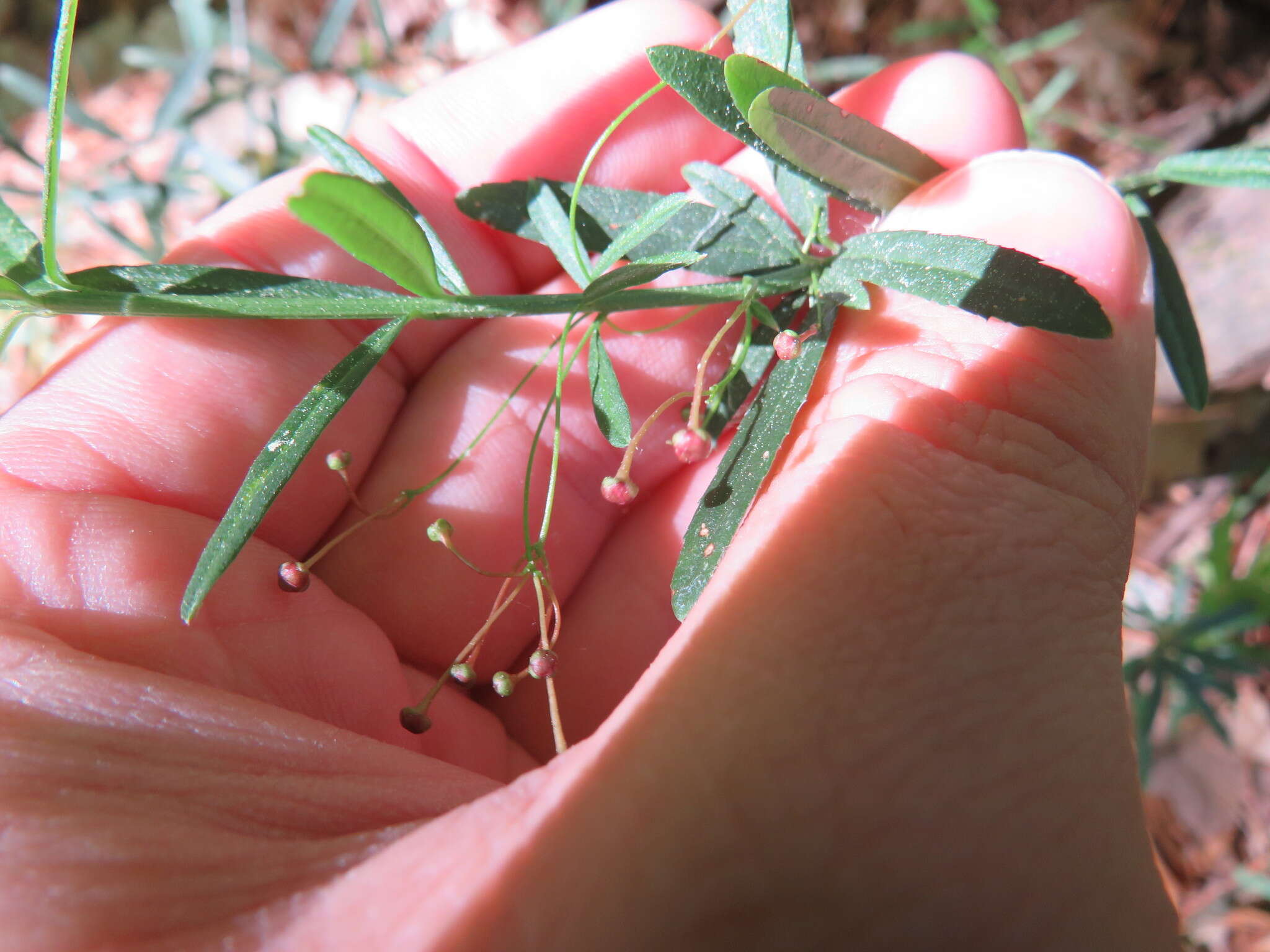 Image of dwarf euonymus