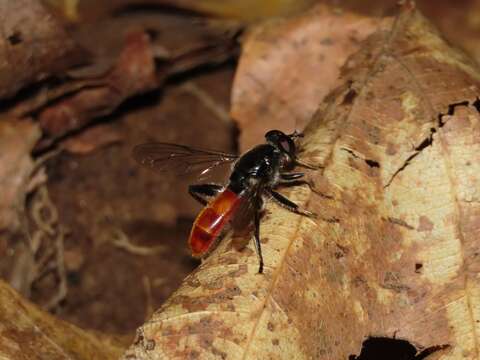 Image of Xylota bicolor Loew 1864