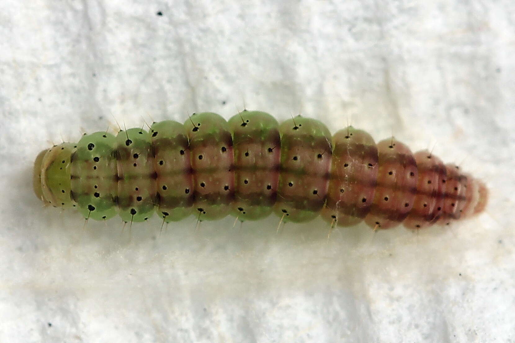 Image of Agonopterix heracliana Linnaeus 1758