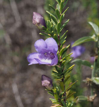 Imagem de Leucophyllum pringlei (Greenm.) Standley