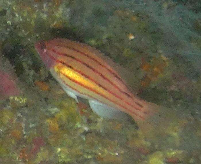 Image of Fourline hogfish