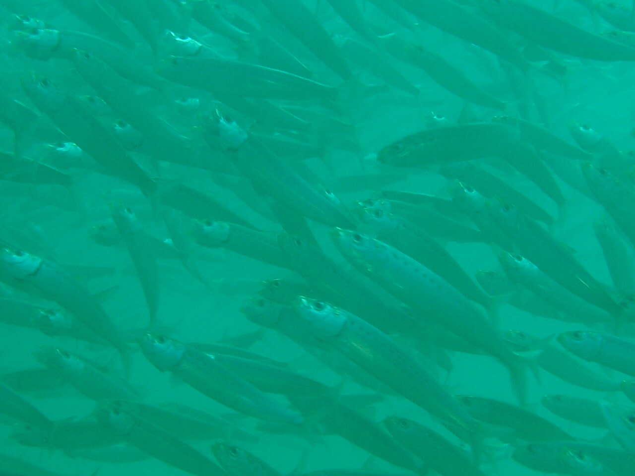 Imagem de Sardinops sagax caeruleus (Girard 1854)