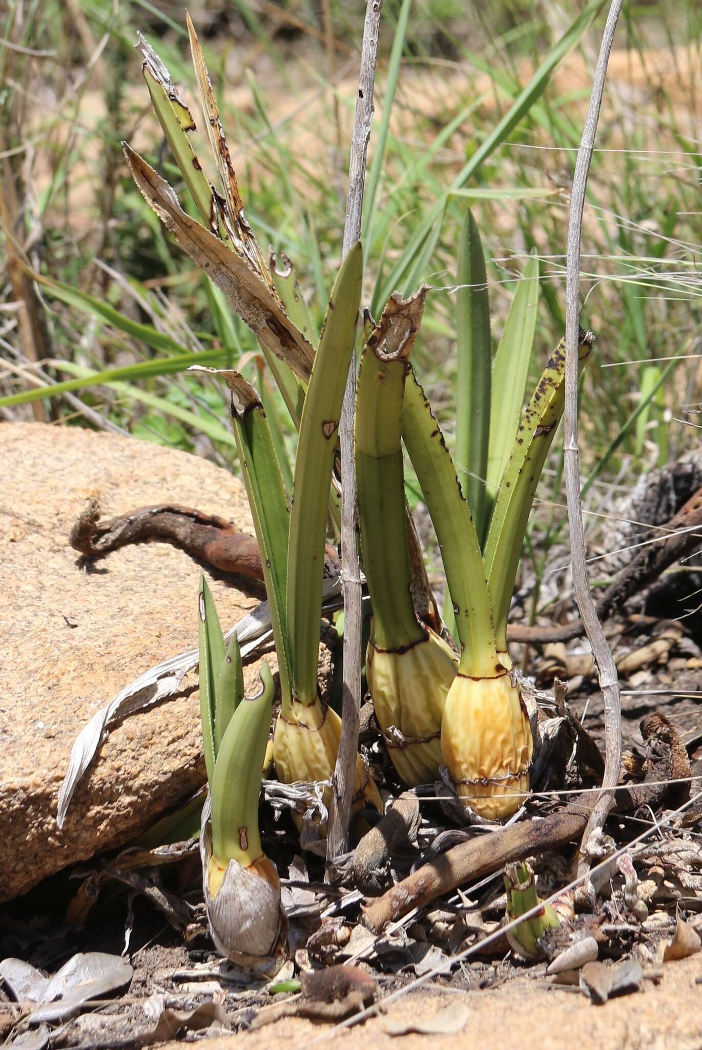 Image of Eulophia petersii (Rchb. fil.) Rchb. fil.