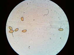 Image of Agrocybe flexuosipes (Peck) Beker & U. Eberh.