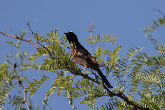 Image of Orchard Oriole