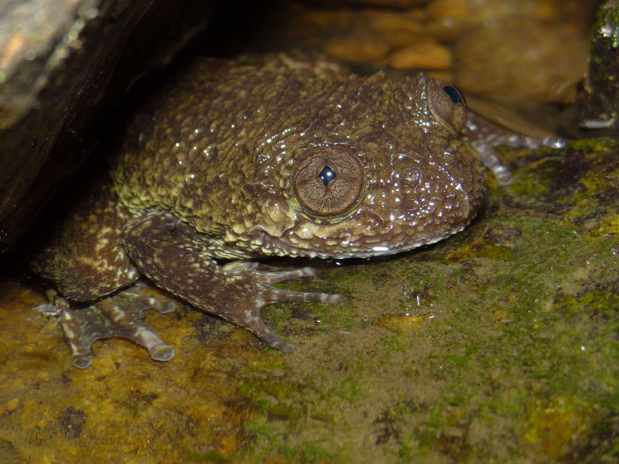 Image of Nyctibatrachus grandis Biju, Van Bocxlaer, Mahony, Dinesh, Radhakrishnan, Zachariah, Giri & Bossuyt 2011