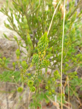 Image of Roella ciliata L.