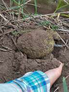 Image of Argentina Horned Frog