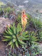 صورة Aloe melanacantha A. Berger