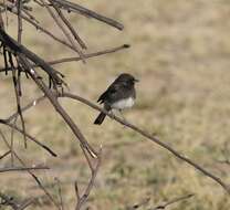 Image of Eastern Pied Wheatear