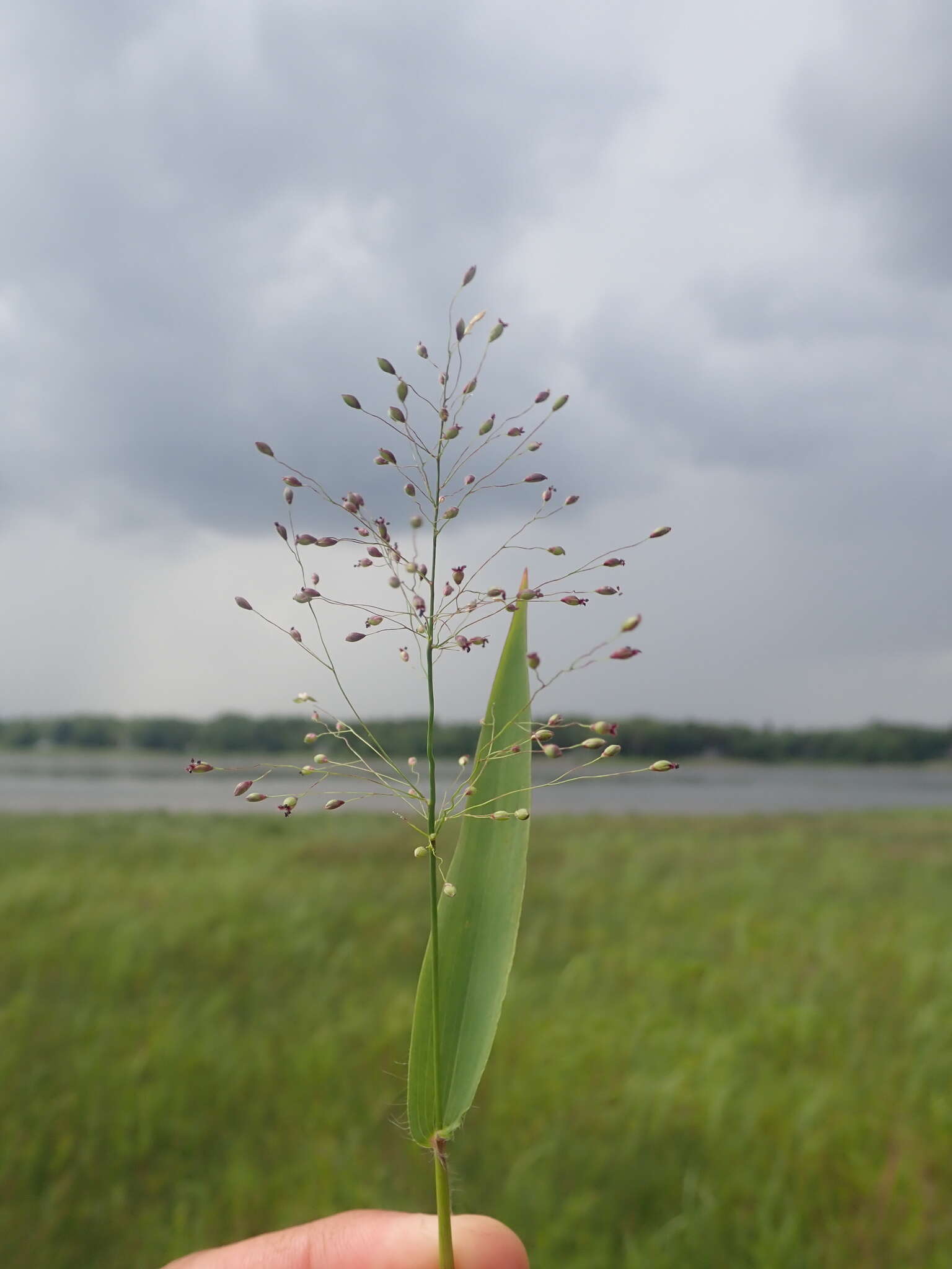 Imagem de Panicum boreale Nash