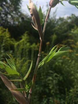 Image of Broom Rosette Grass