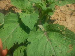 Image of strawberry-tomato