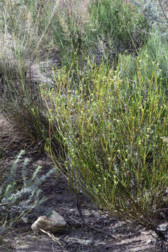 Image of Diosma prama I. Williams