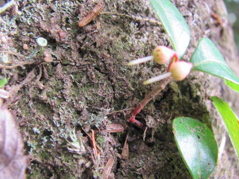 Image of eastern teaberry