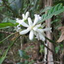 Image of Psychotria faguetii (Baill.) Schltr.