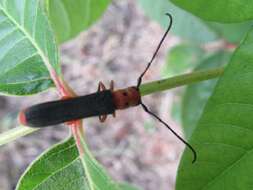 Image of Raspberry Cane Borer