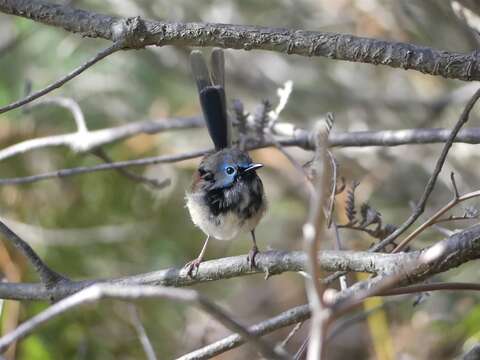 Image of Variegated Fairy-wren