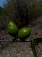 Image of Physena sessiliflora Tul.