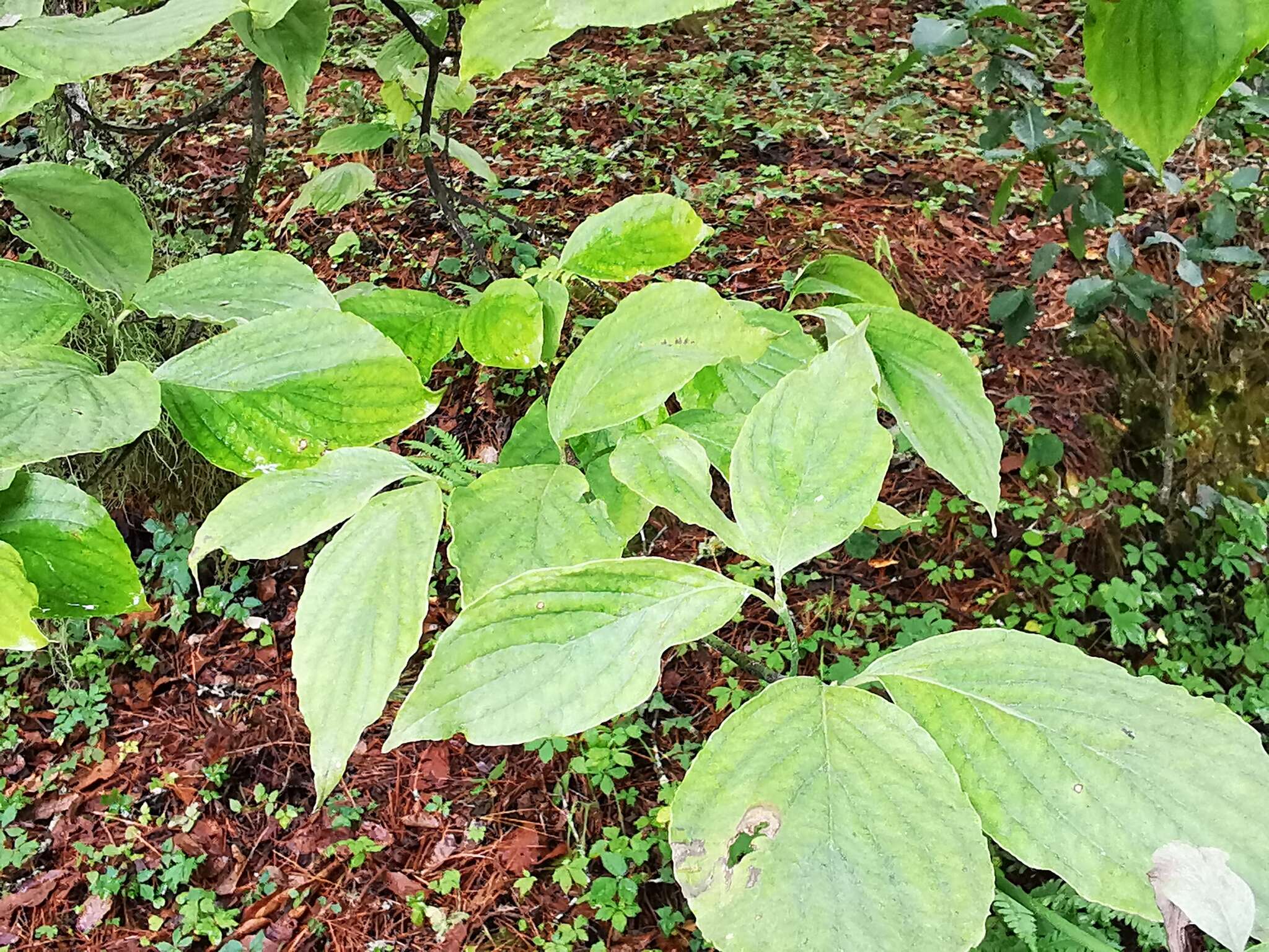 Image of Magic Dogwood