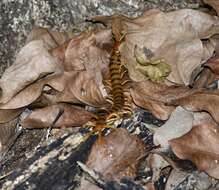 Image of Florida Keys Centipede