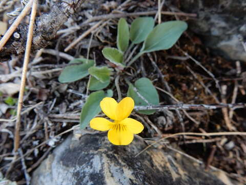 Imagem de Viola vallicola A. Nelson