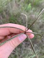 Image of Paraguayan windmill grass