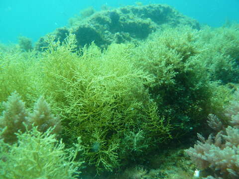 Слика од Gongolaria usneoides (Linnaeus) Molinari & Guiry