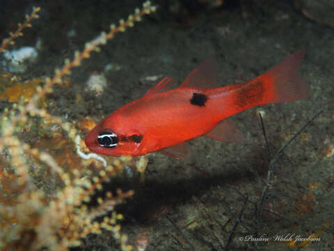 Image of Flamefish