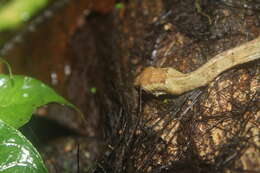 Image of Blunt-head Slug Snake