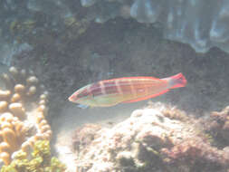 Image of Spot-tail wrasse