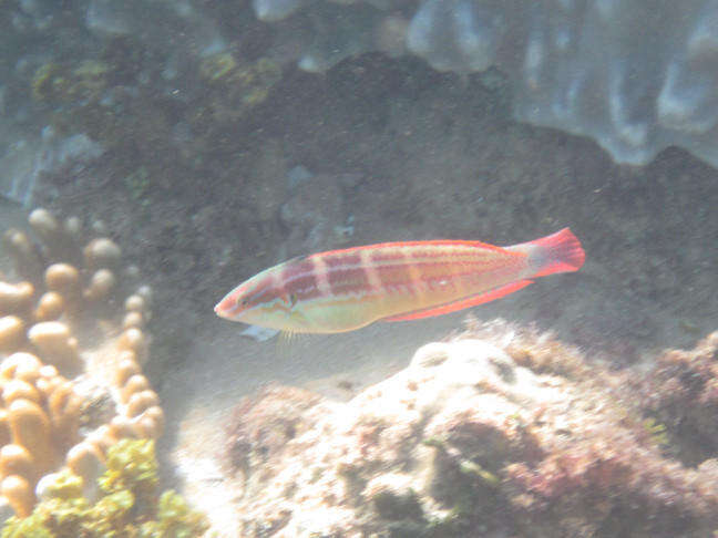 Image of Spot-tail wrasse