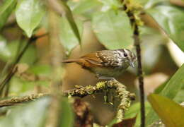 Image of Guianan Warbling Antbird