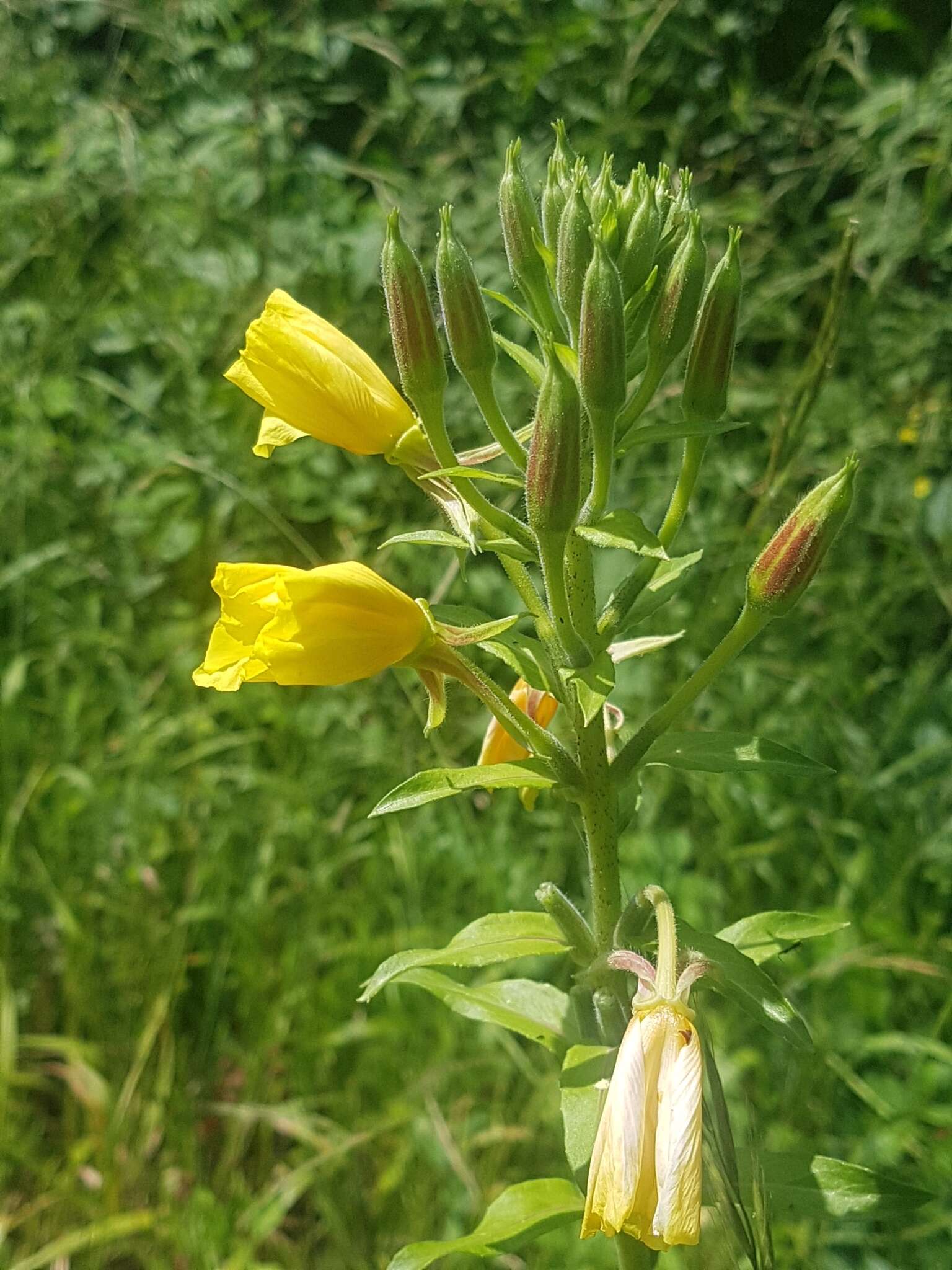 Image of Oenothera fallax Renner