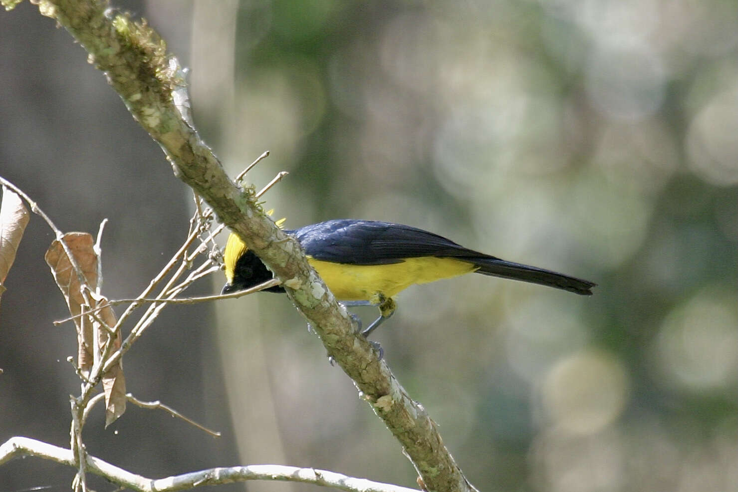 Image of Sultan Tit