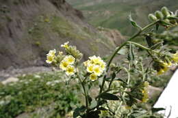 صورة Nonea alpestris (Stev.) G. Don fil.