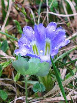 Image of Gentiana grandiflora Laxm.