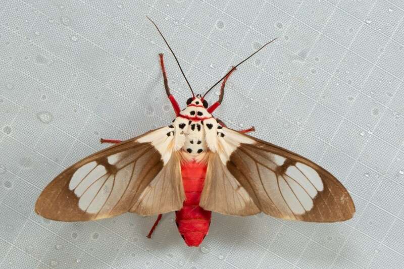 Sivun Amerila nigropunctata Bethune-Baker 1908 kuva