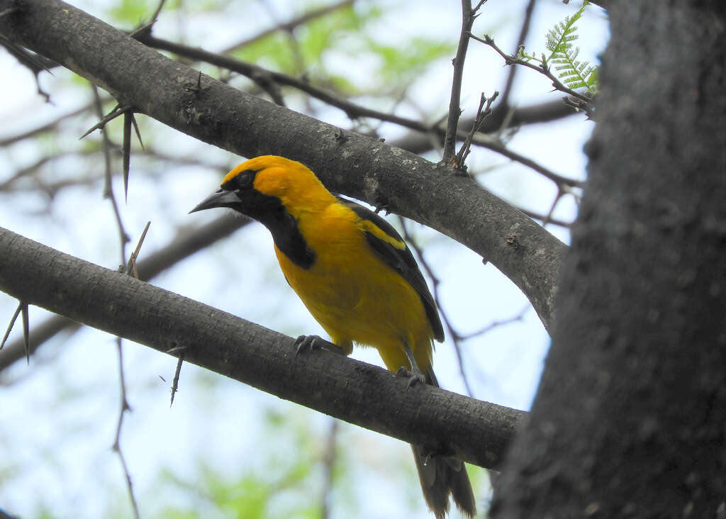 Image of White-edged Oriole