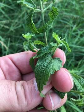 Image of pink thoroughwort