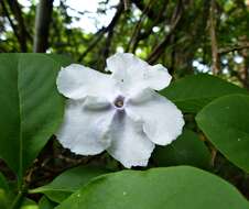 Brunfelsia australis Benth. resmi