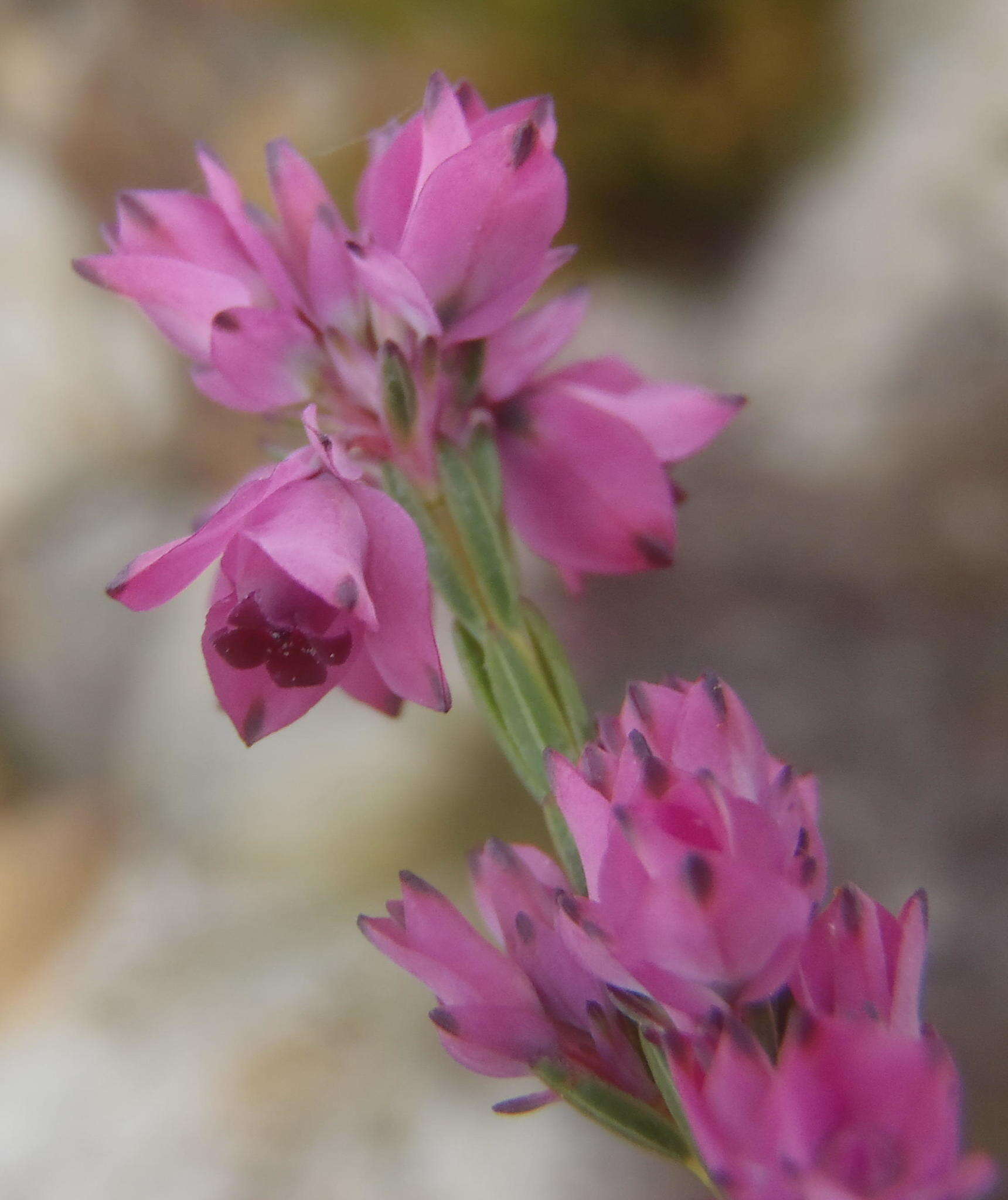 Image of Erica corifolia var. bracteata (Thunb.) Dulfer