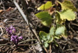 Image of Lavandula rotundifolia Benth.