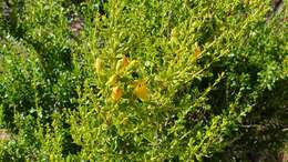 Image of snapdragon penstemon