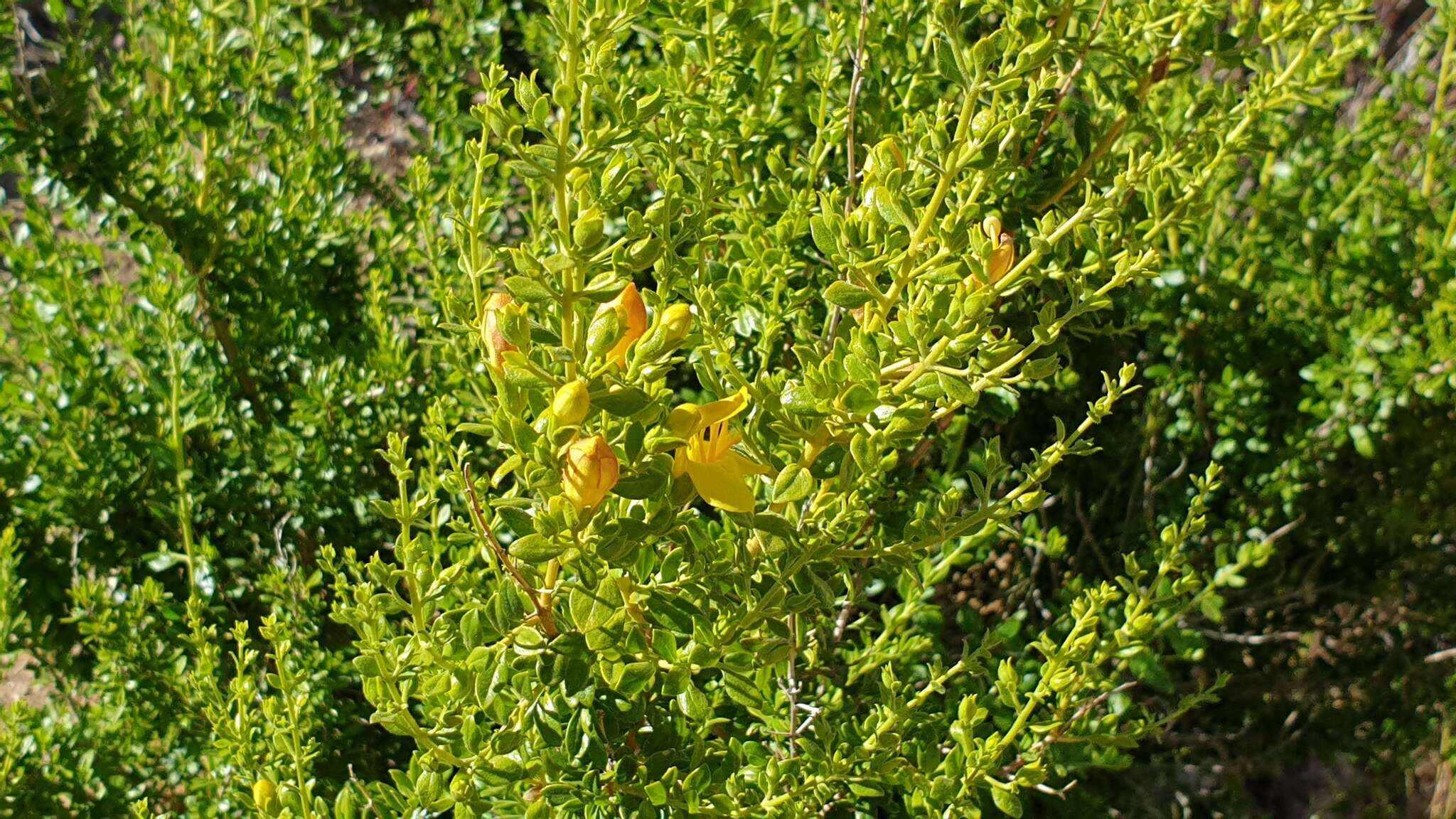 Image of snapdragon penstemon