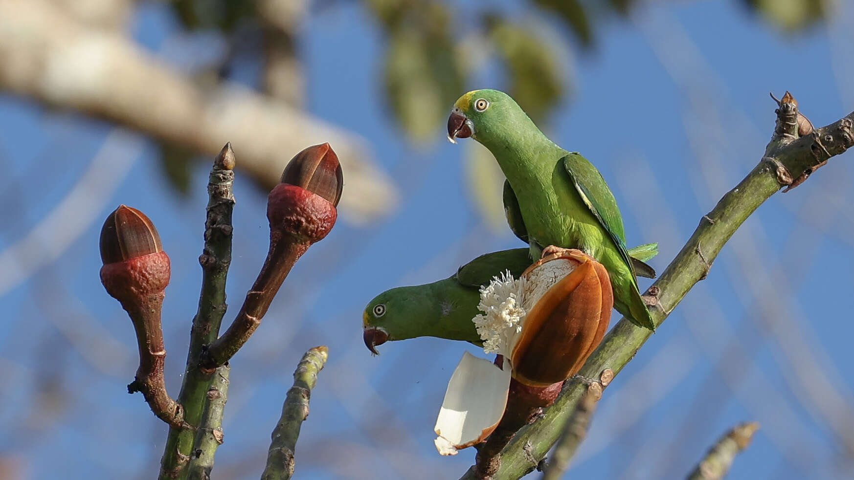 Image of Tui Parakeet